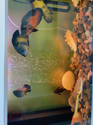 鱼缸灯led灯