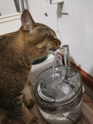 宠物饮水机