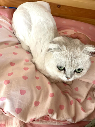  宠物电推剪