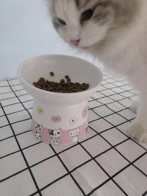 猫碗狗碗