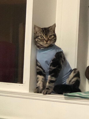 猫咪手术服