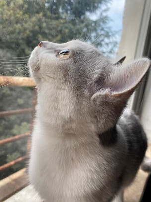 猫咪指甲剪