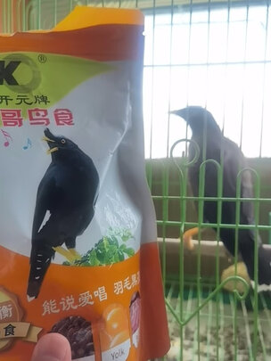 八哥鸟食