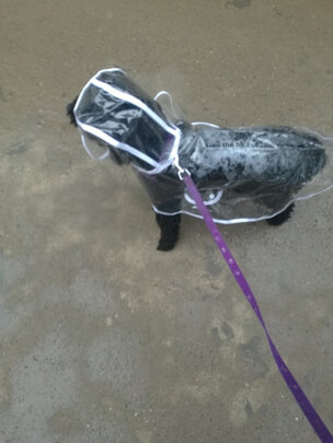 狗狗雨衣