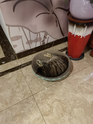 猫窝