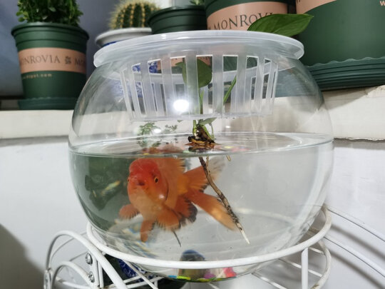 桌面鱼缸