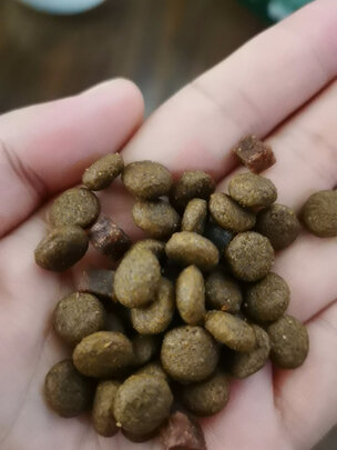 狗粮