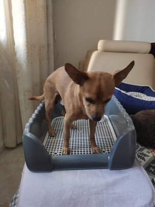 狗厕所