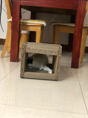猫窝