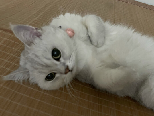 猫冻干