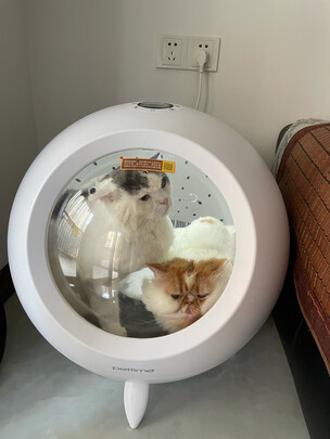宠物烘干箱
