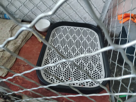 狗厕所