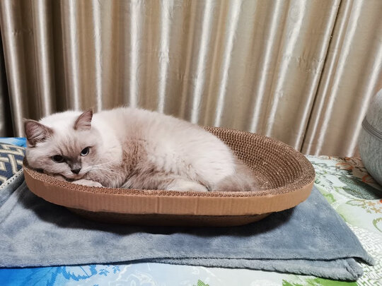 猫抓板