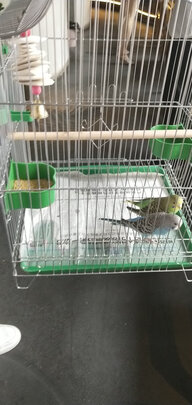 鸟笼