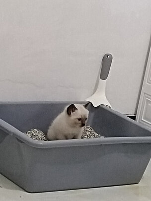 膨润土猫砂
