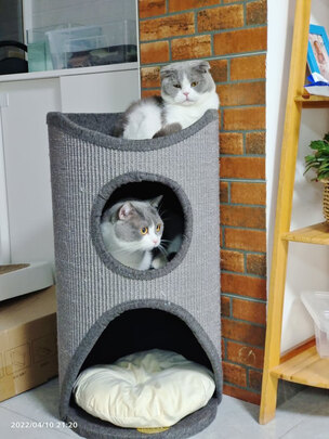 猫爬架