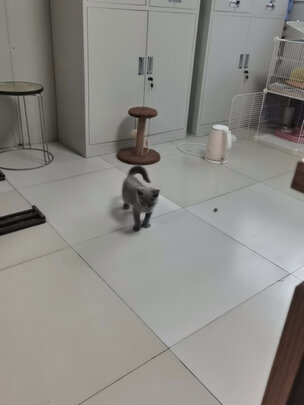 猫爬架