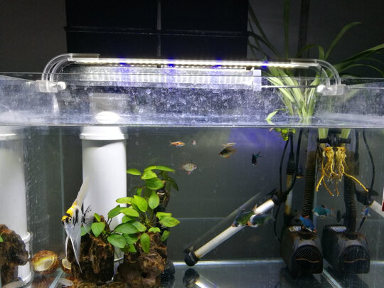 鱼缸水草灯