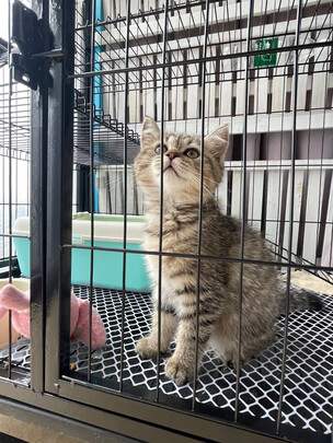 猫笼