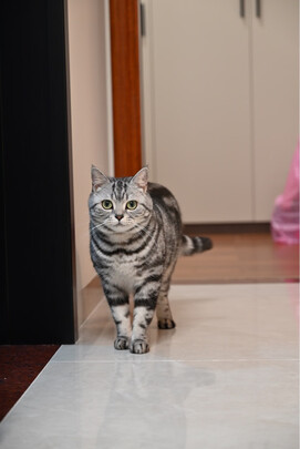 自动猫砂盆