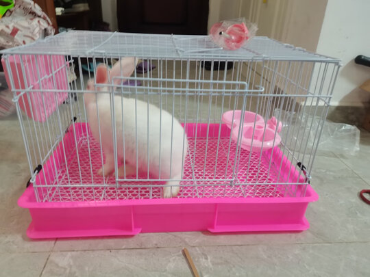 兔笼子
