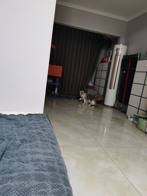 膨润土猫砂