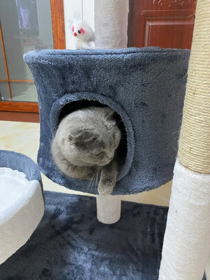 猫爬架