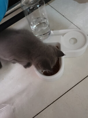 猫碗狗碗