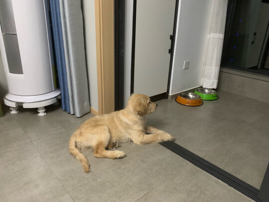 狗狗玩具