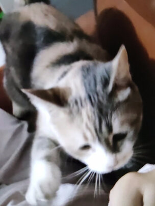 狗狗除臭剂