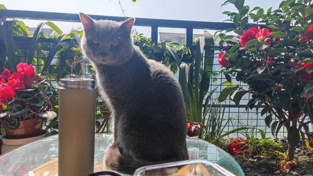 猫粮