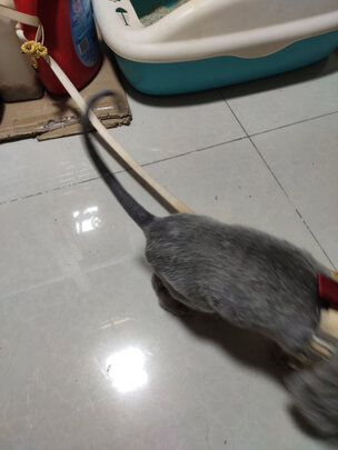 猫咪剃脚毛器
