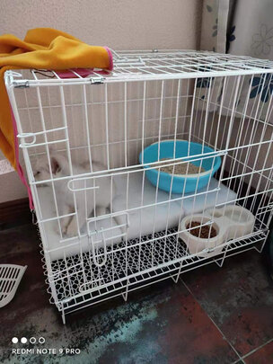  猫笼