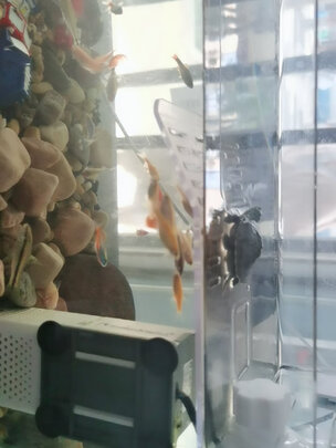 乌龟缸