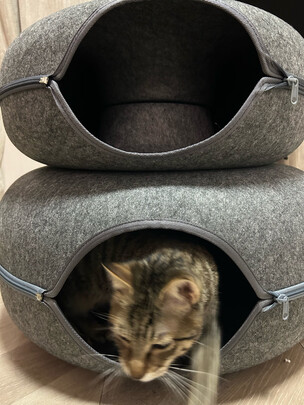 猫窝