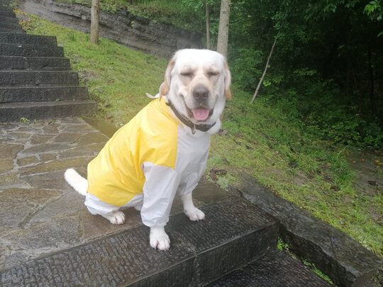 狗狗雨衣