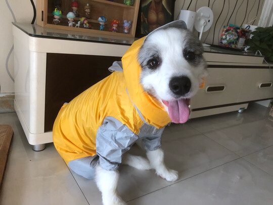狗狗雨衣