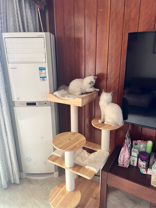 猫爬架