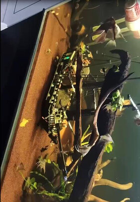 鱼缸硝化细菌