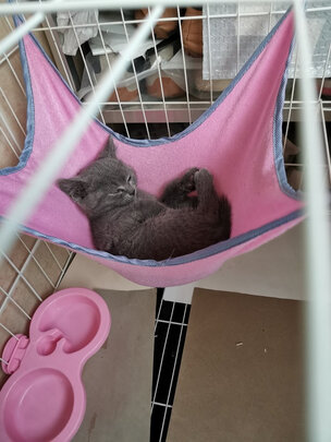 猫笼