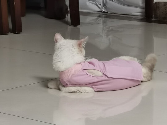 猫咪手术服