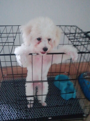 狗笼