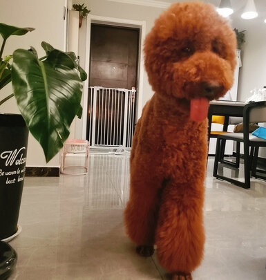 宠物电推剪