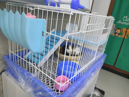 兔笼子