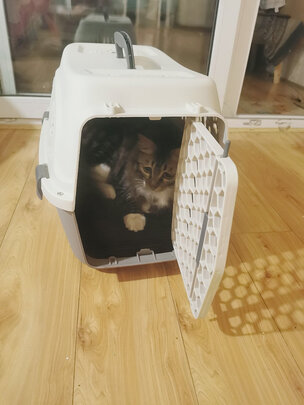 猫包