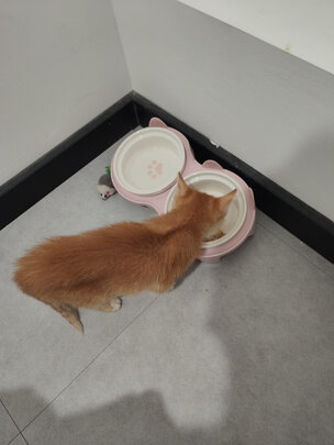 猫碗狗碗