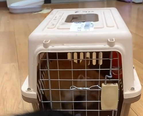 宠物航空箱