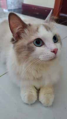 猫粮罐头