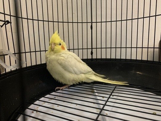 鸟笼