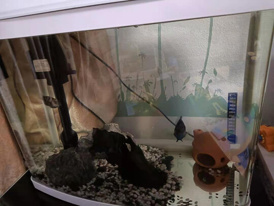 一:选购hanyang白玉石2kg鱼缸造景石头建议